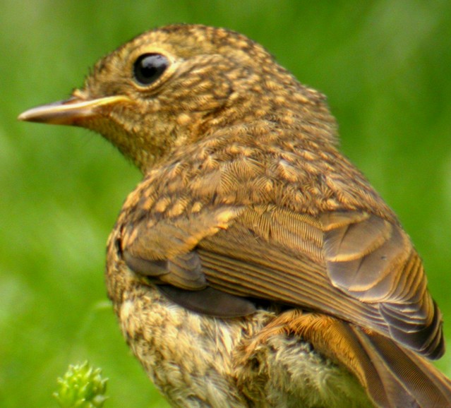 Young Robin 001 070.JPG